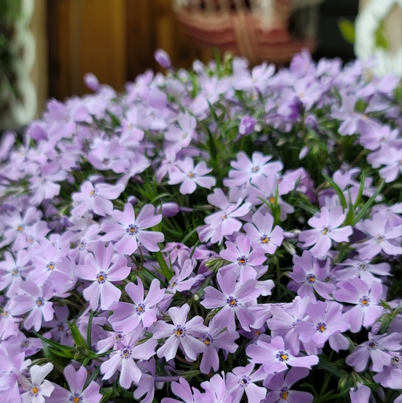 Live NOW PALLET PULLS Like this to be notified when we go live again - Picture 2 of 6